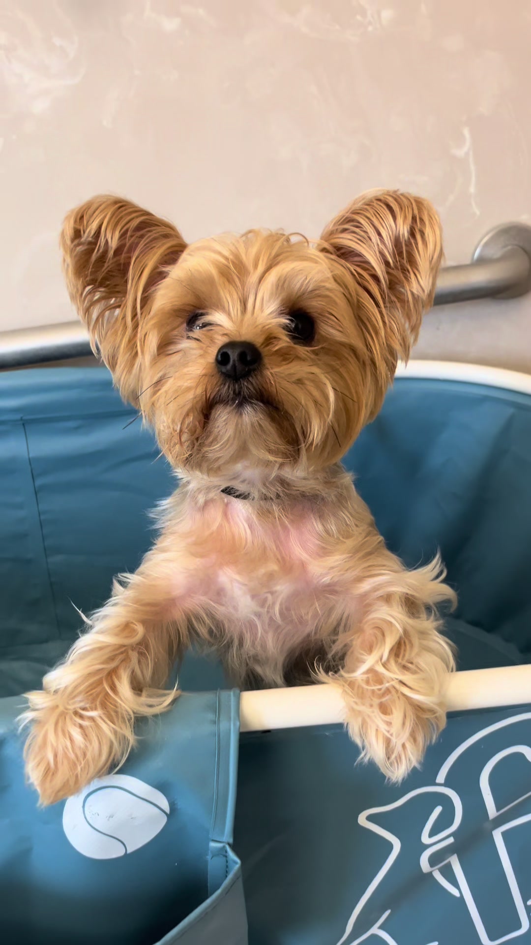 @desilynns_dogs