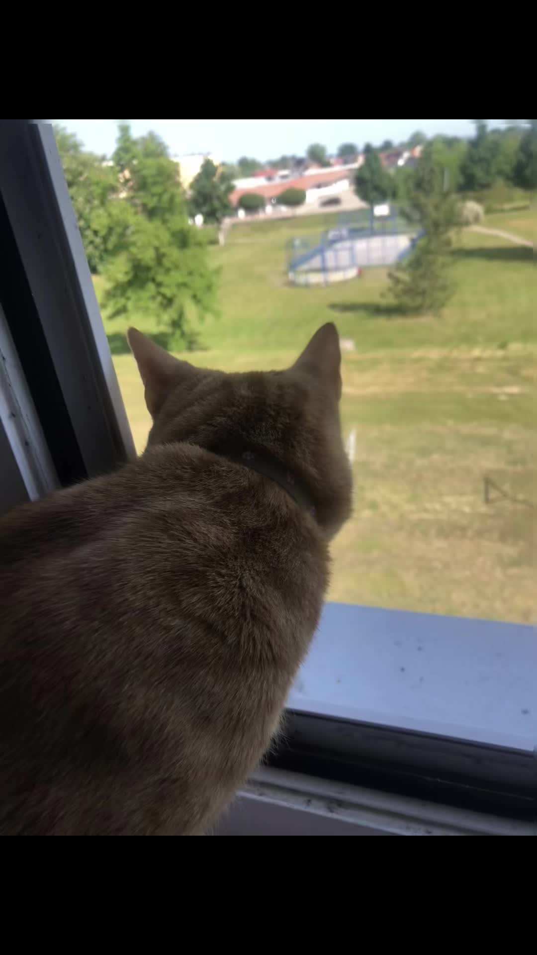 @Cat 💙