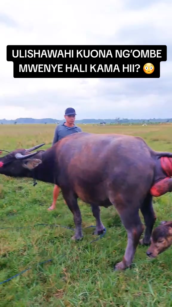 @Livestock Connect Tanzania