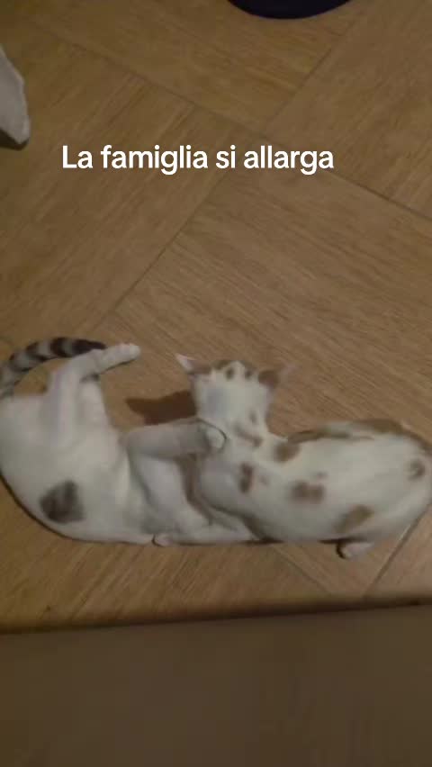 @danzachetipassa