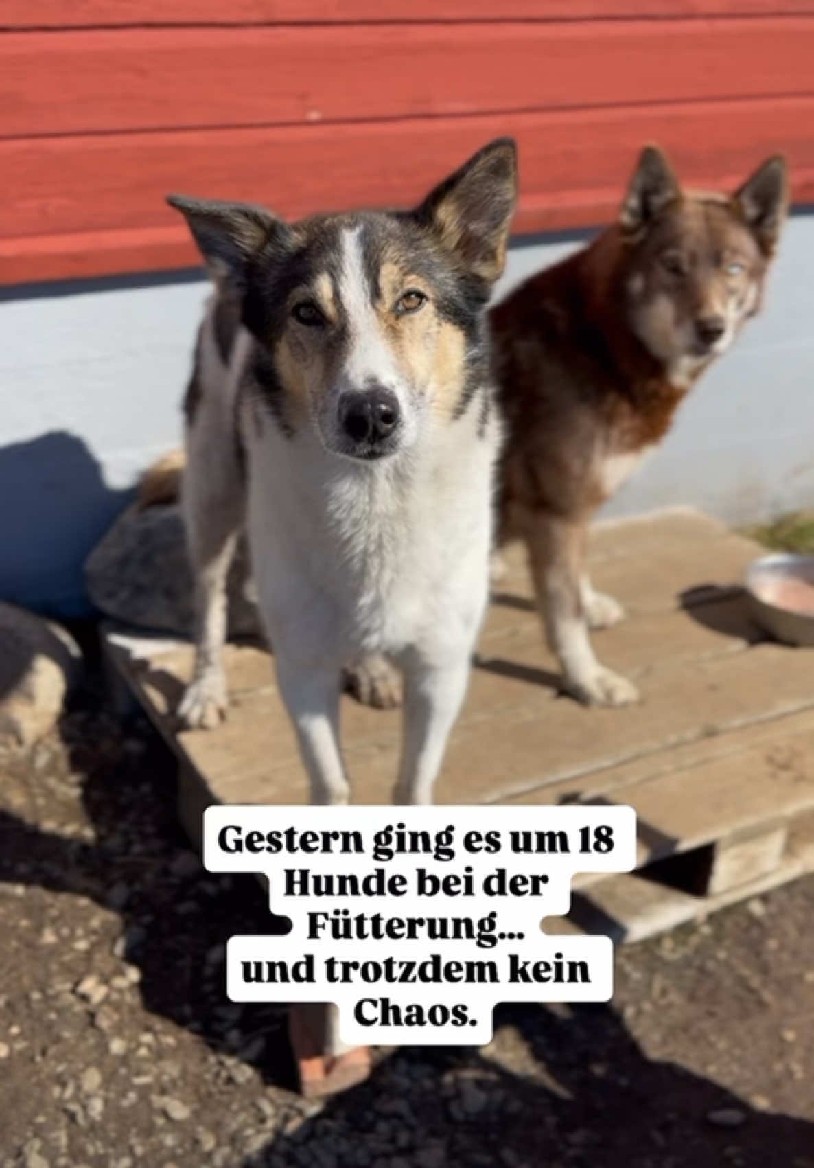 @Mehrere Hunde, ein Team!