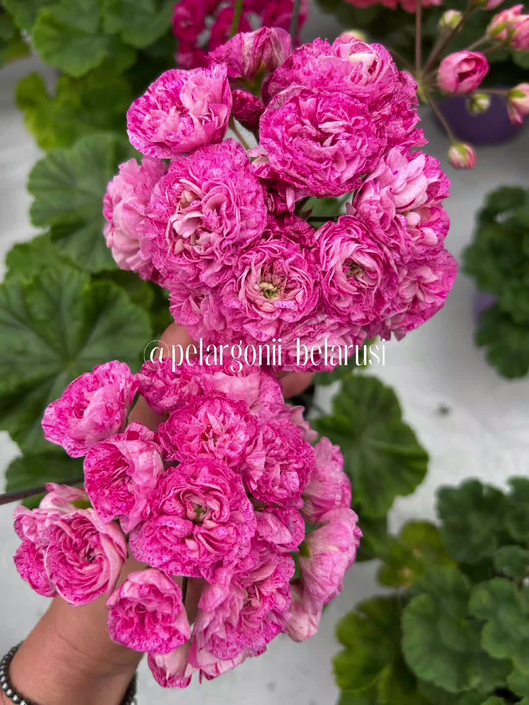 @Gül satışı🌸