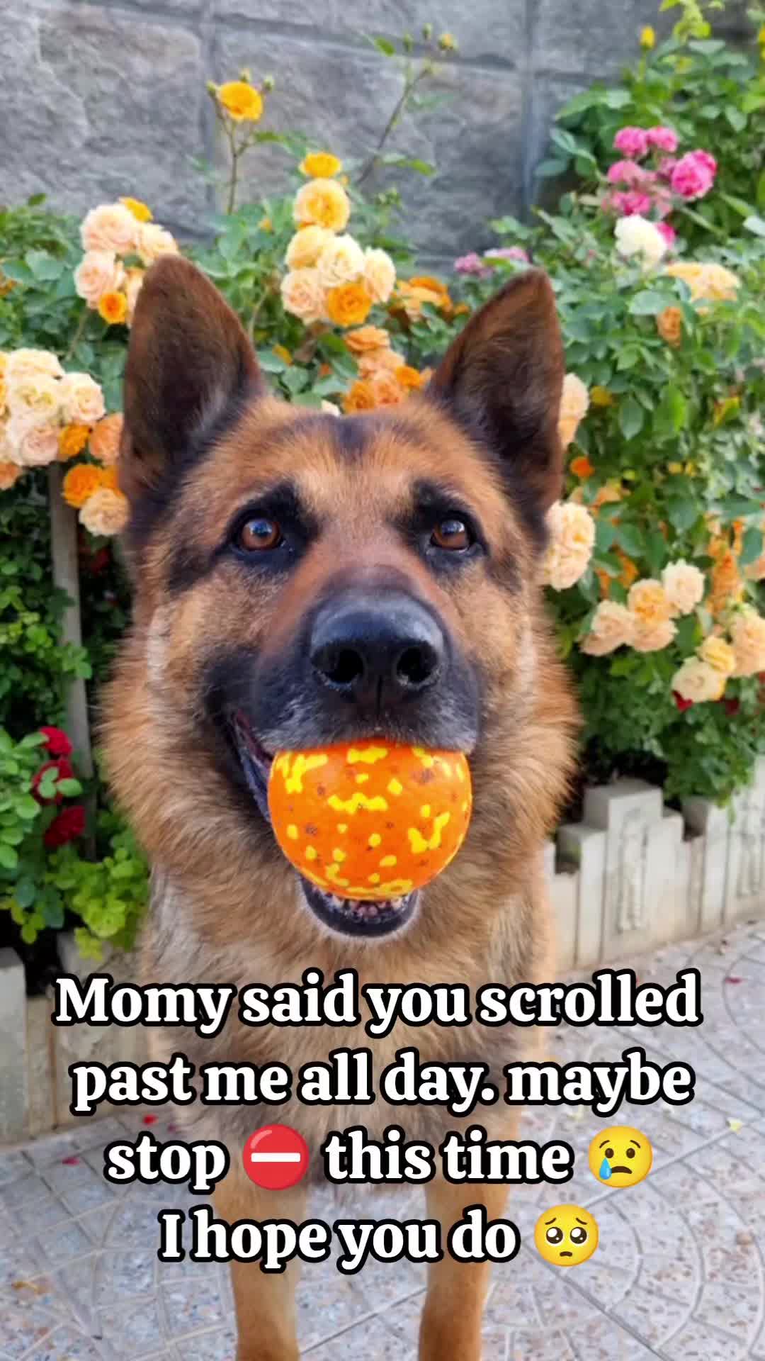 @germansheperd.Rexi