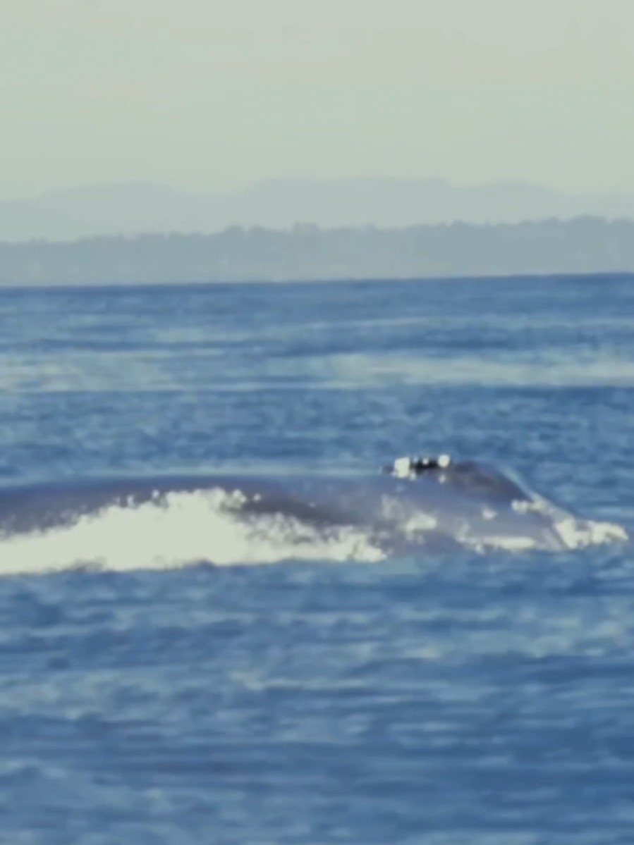 @Adventure Whale Watching