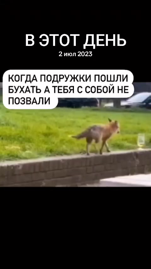 @🐈⬛Кошка🐈⬛