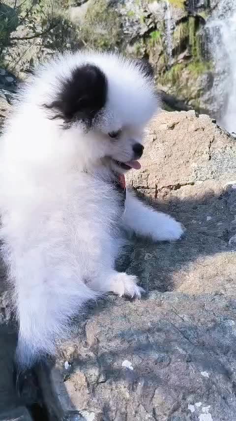 @Миша🐶 Стеша😺 Дуня🐭