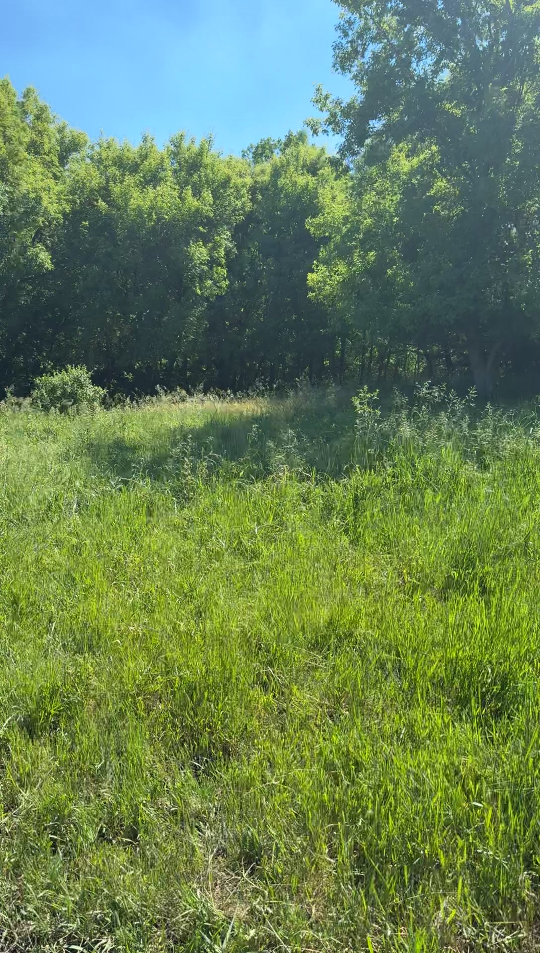 @Circle E Ranch Red Angus MN