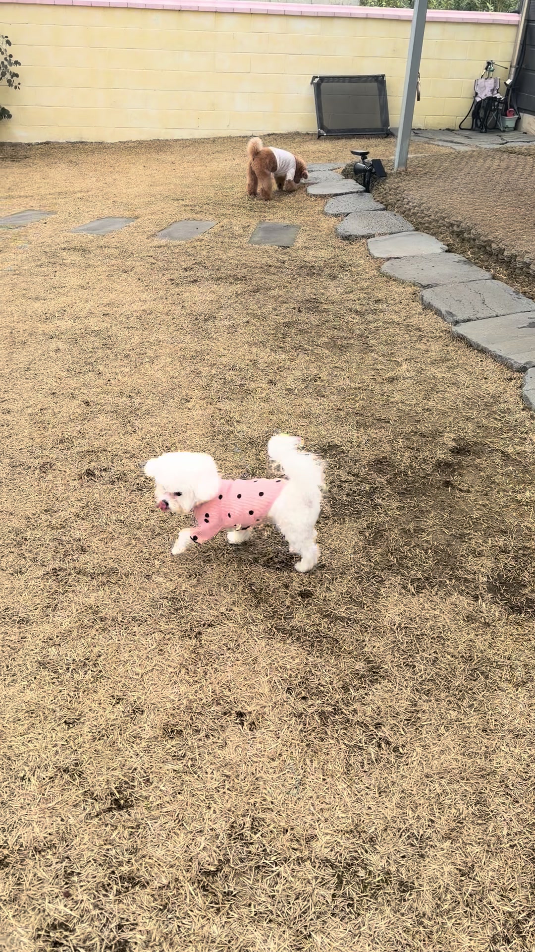 @jeju_kiki