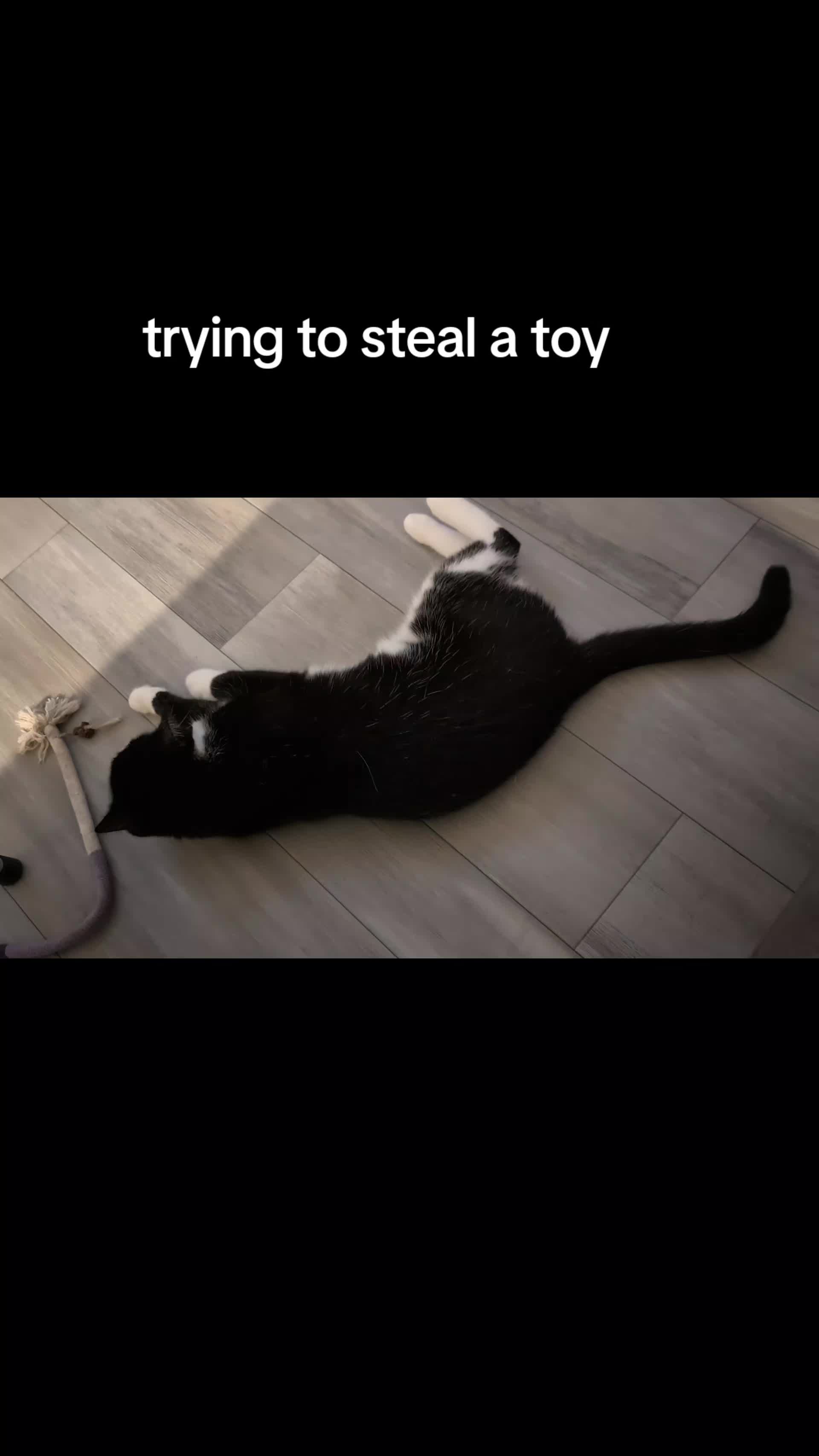 @The Ultimate Catio Life