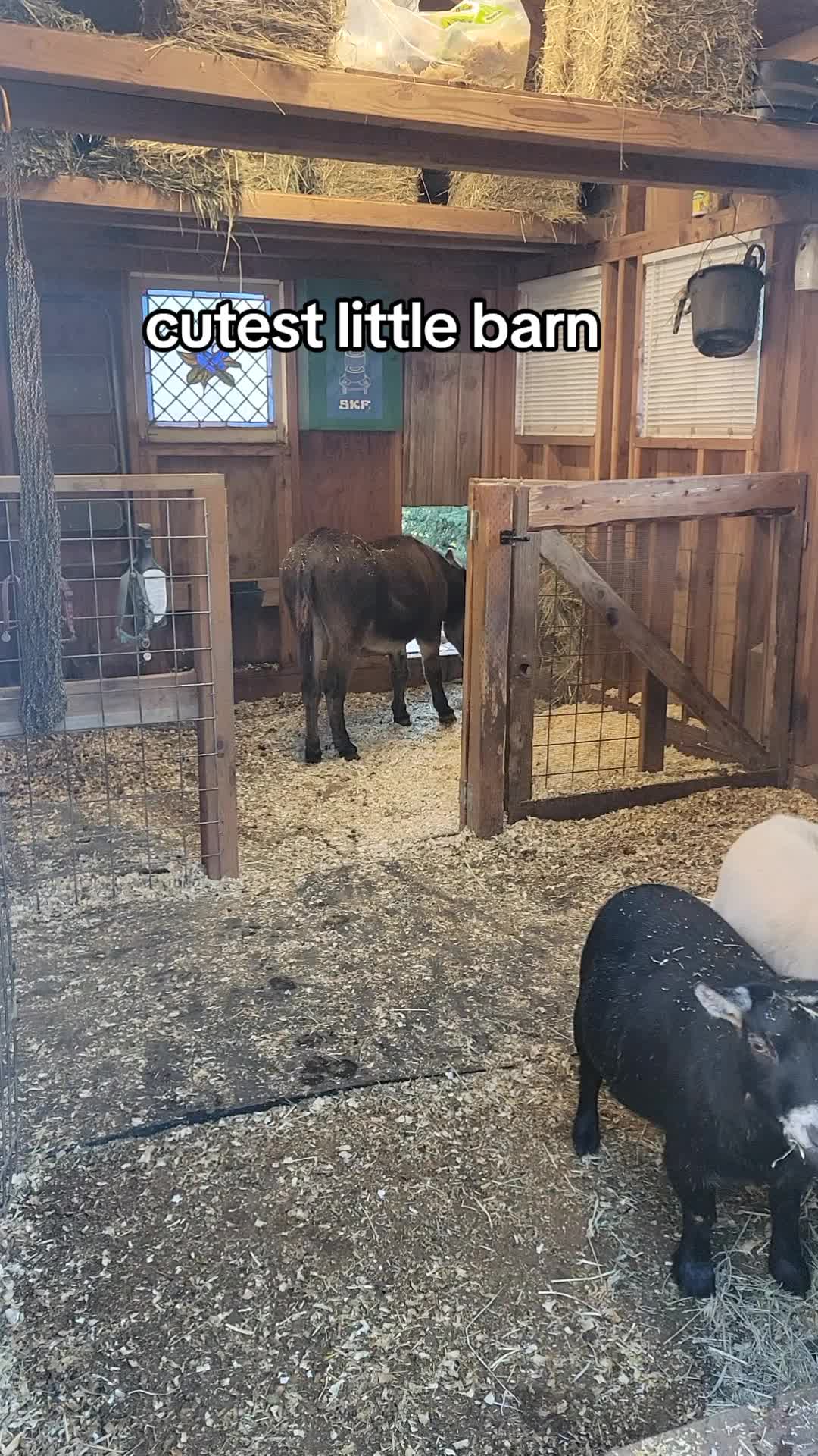 @moose.is.a.loose1