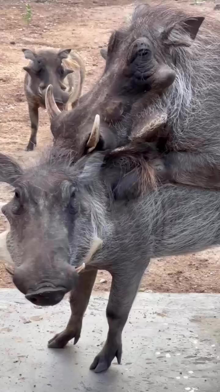 @Animals