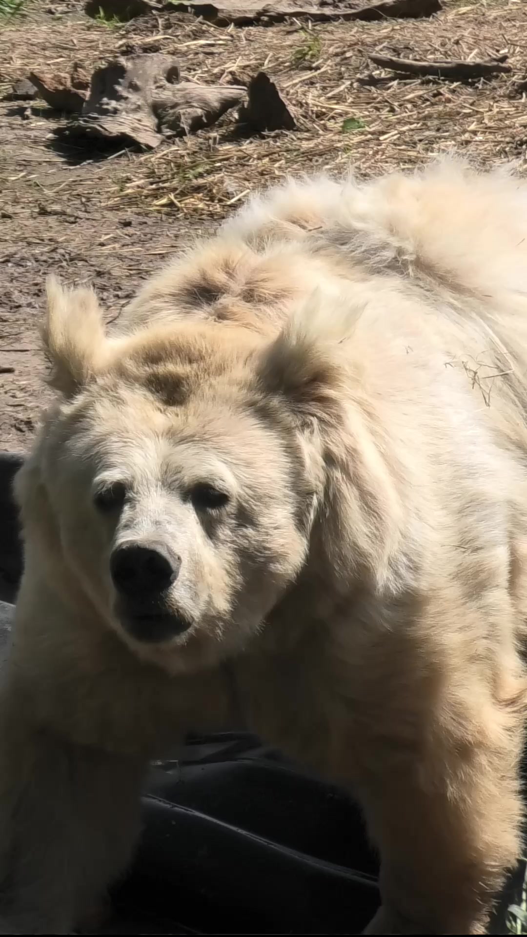 @Whiterock.savewildfund
