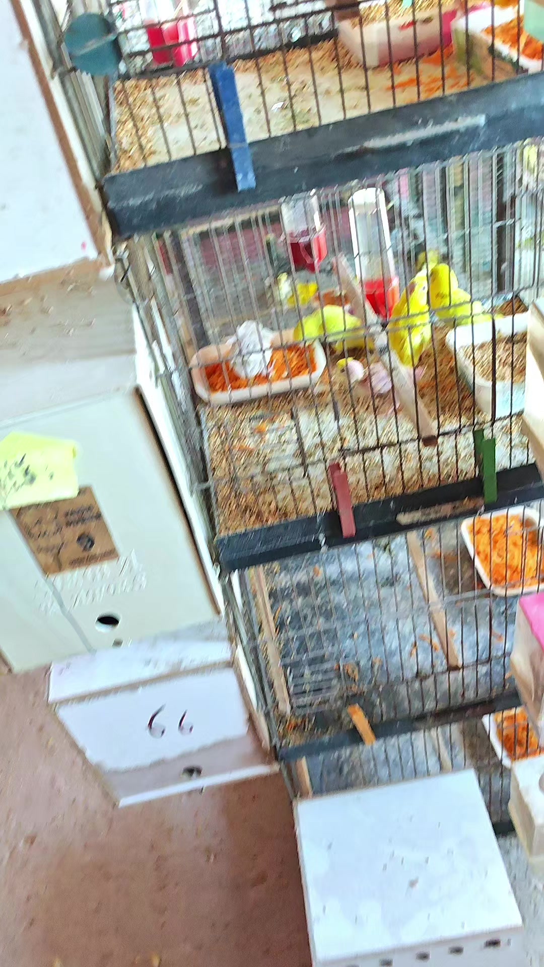 @Y&uuml;ksel muhabbet kuşu