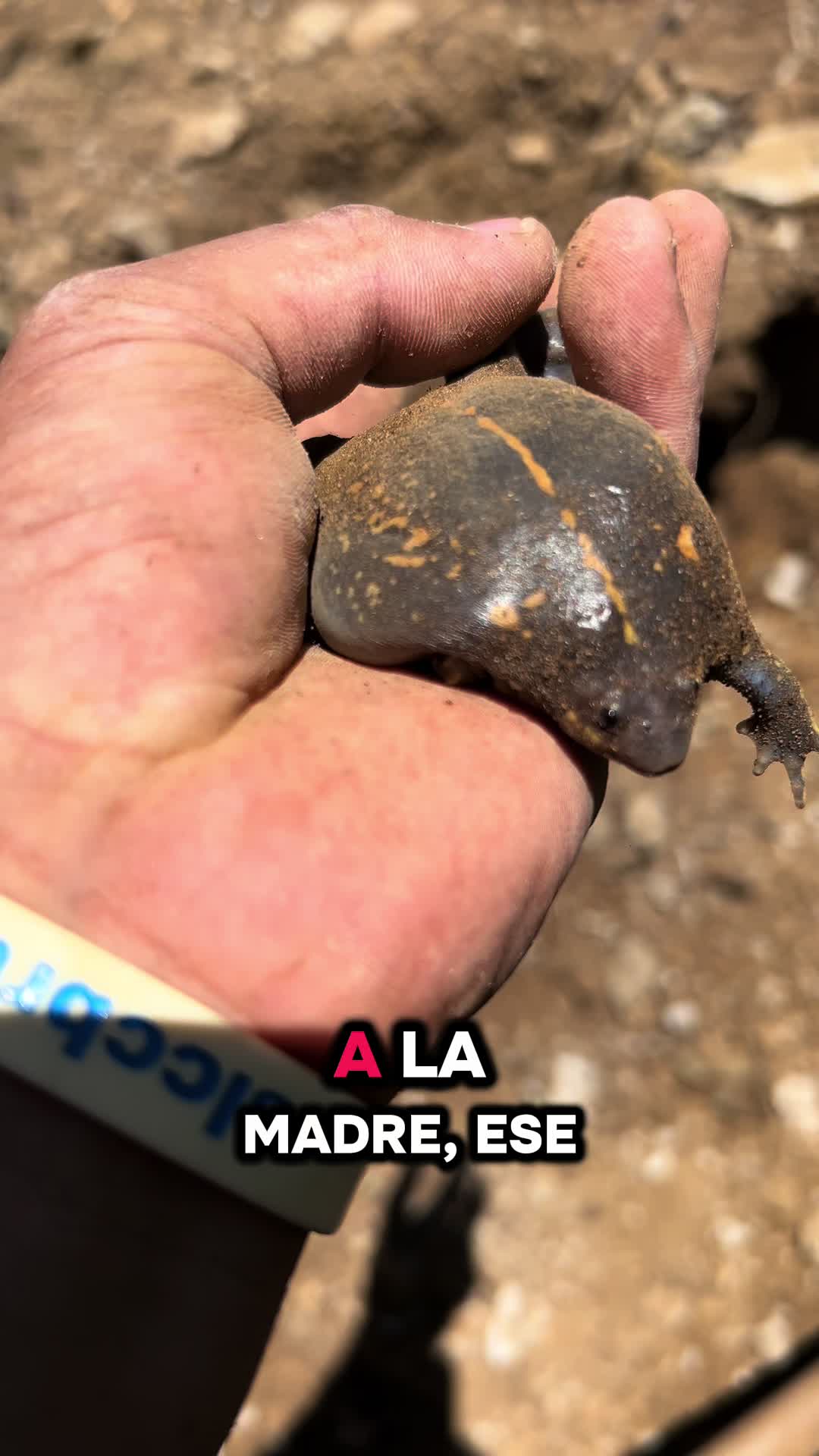 @Mincho Magaña