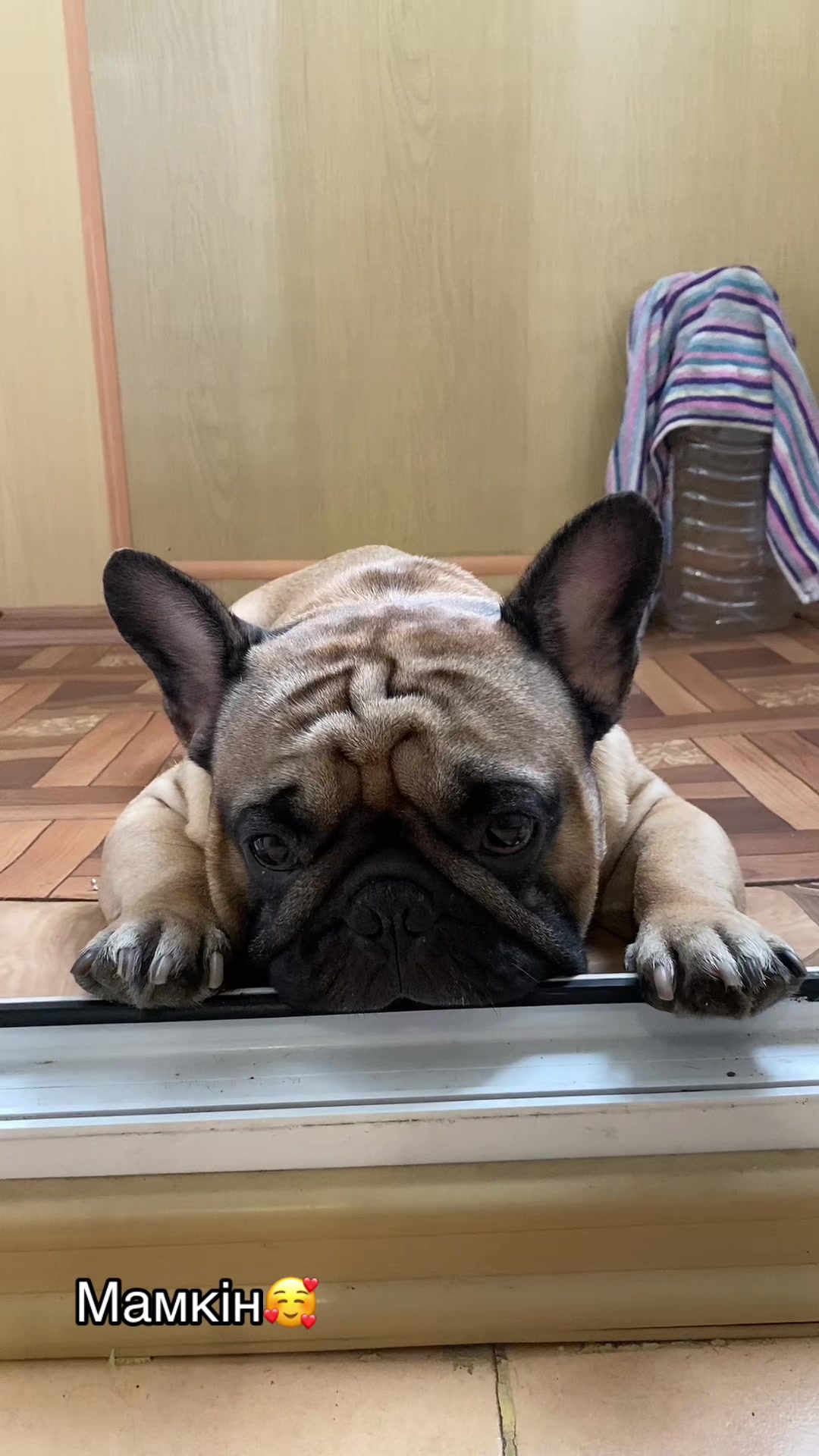 @_holly_bulls_