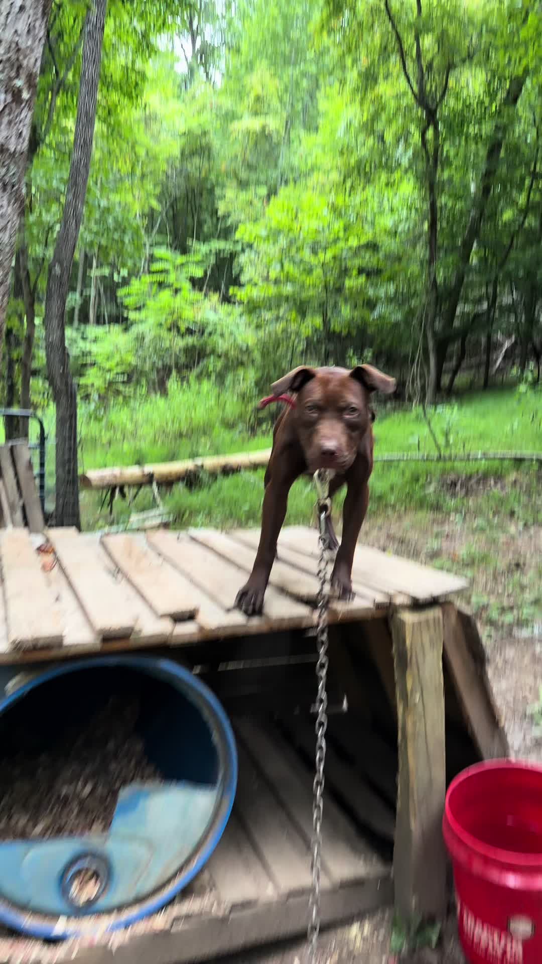 @WorldGoneMadKennels