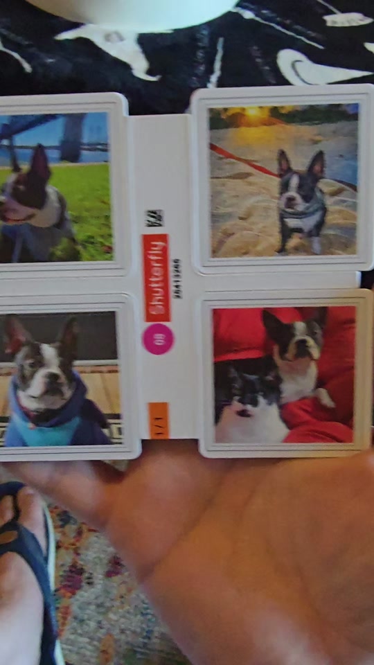 @Sir Leo the Terrier
