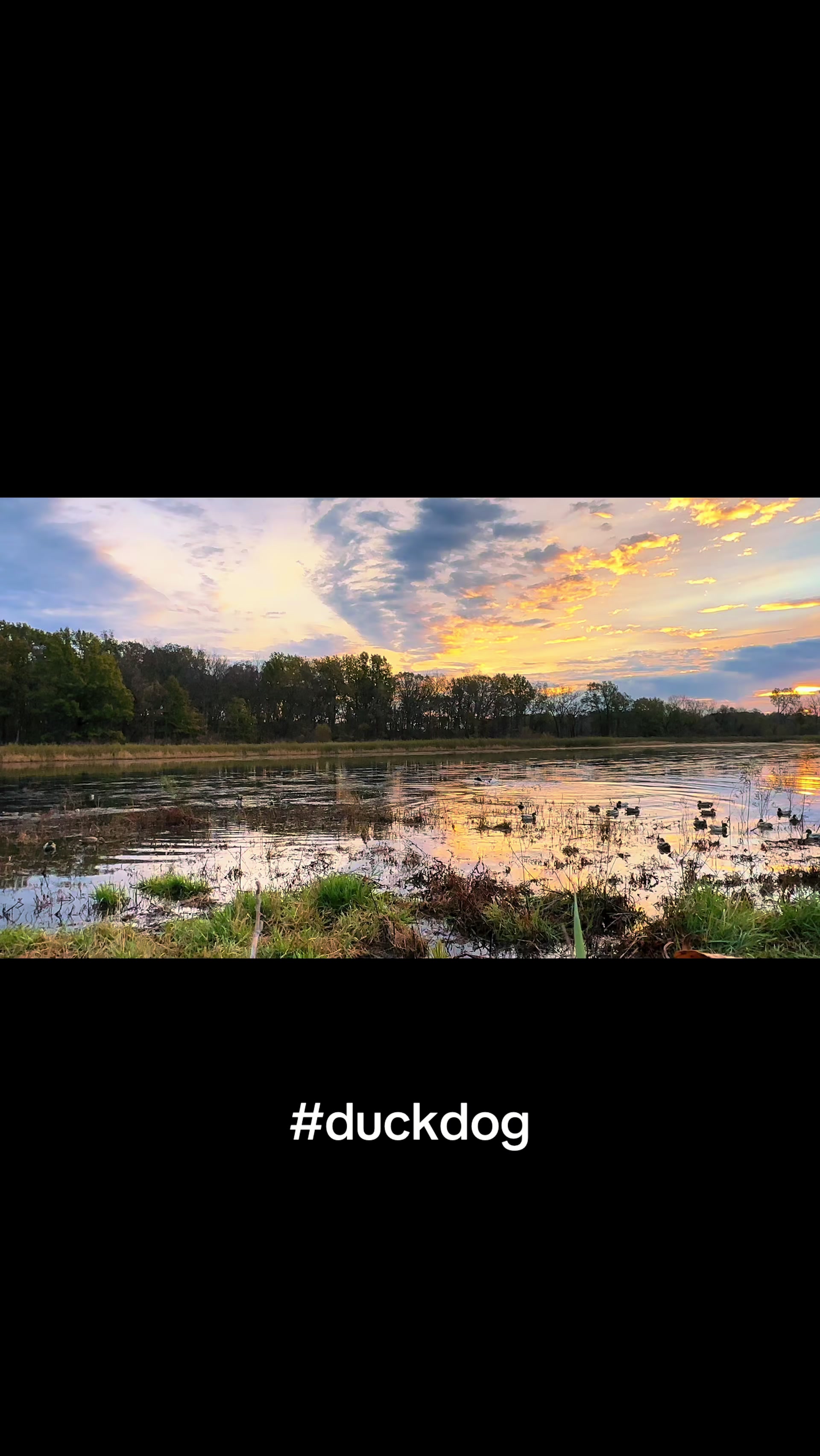 @nickduckman