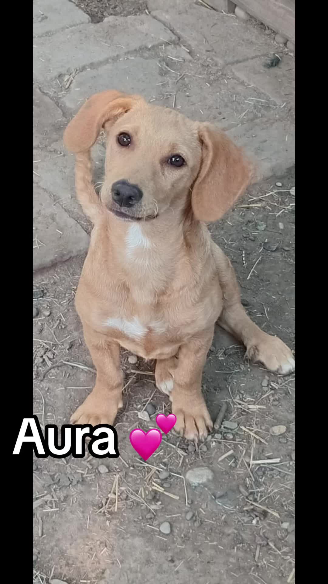 @Ankerhunde e.V.