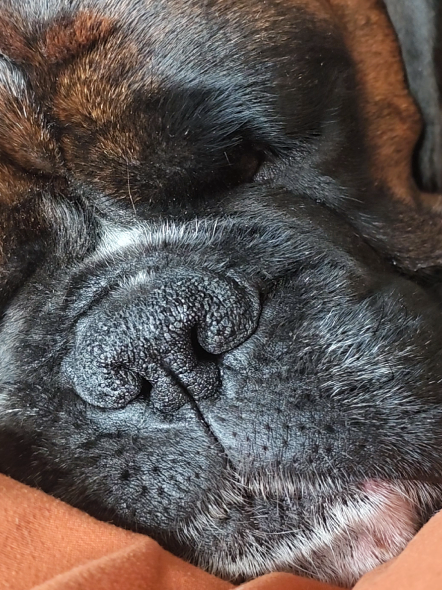 @Clive The Boxer Dog