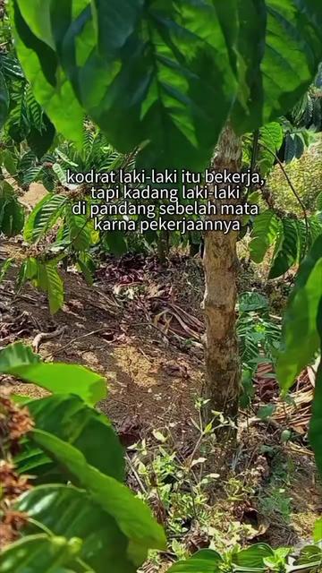 @PetaniMuda