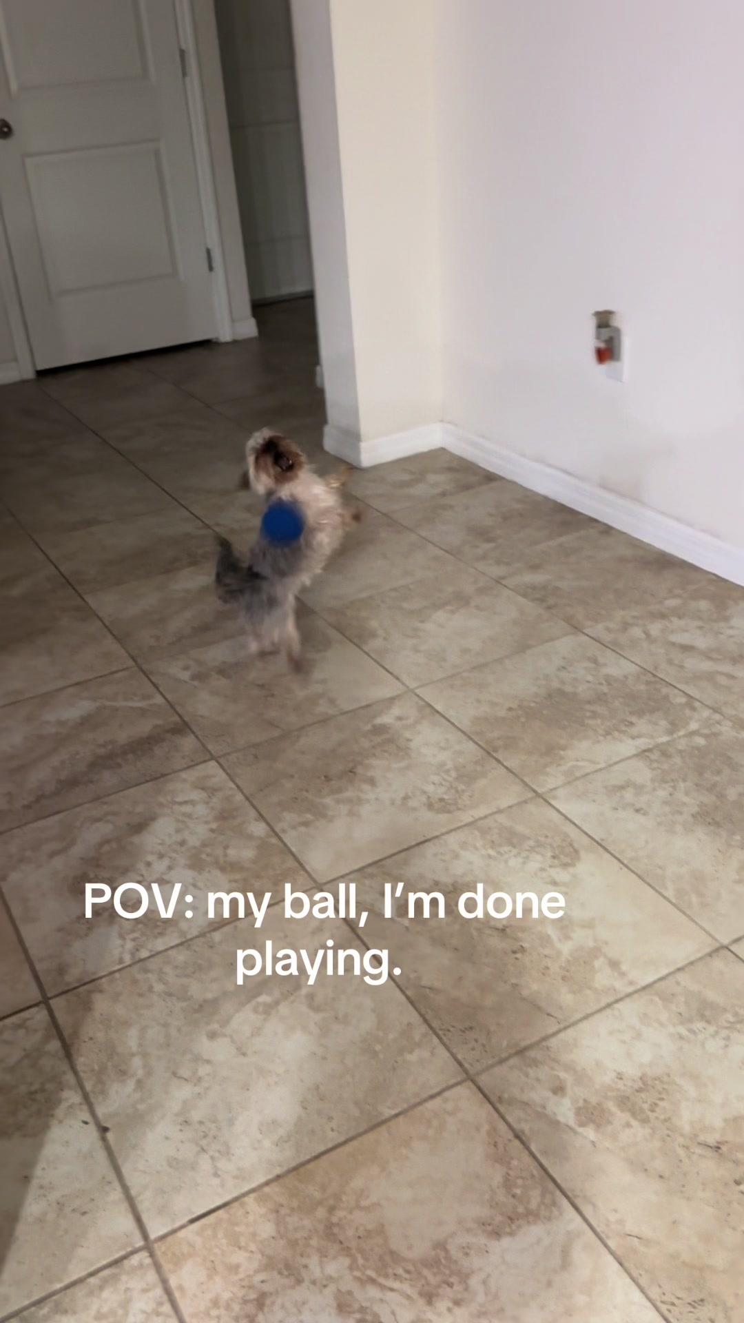 @Penny the Yorkie