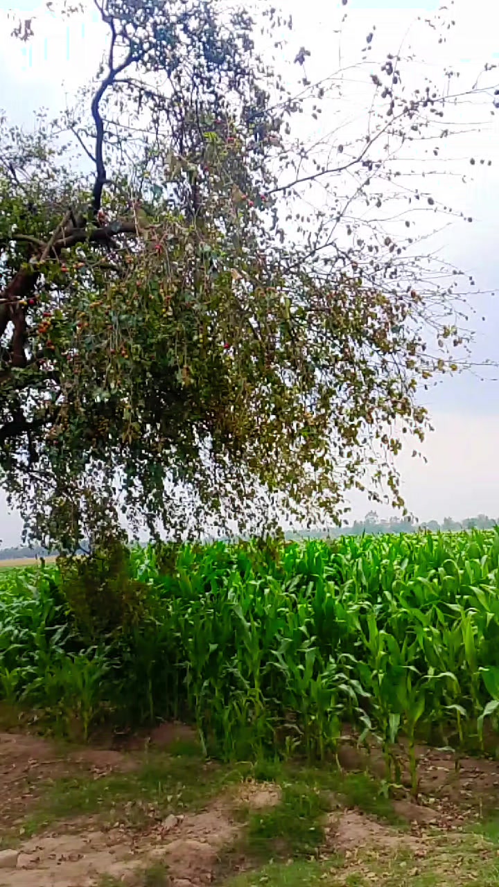 @Talib Sindhi