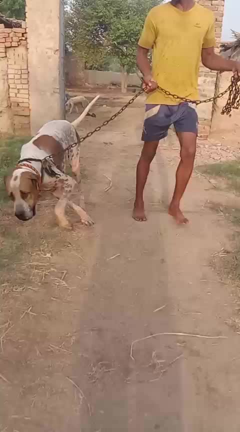 @Peshwar Dogs Center