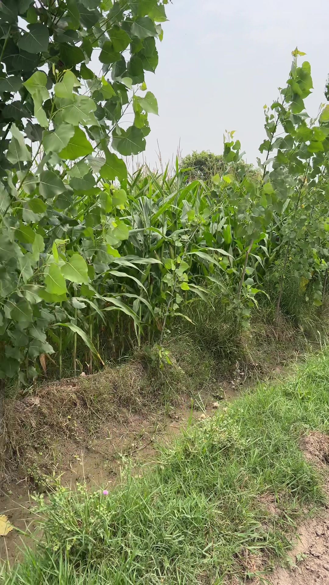 @SUNNY JAPPA