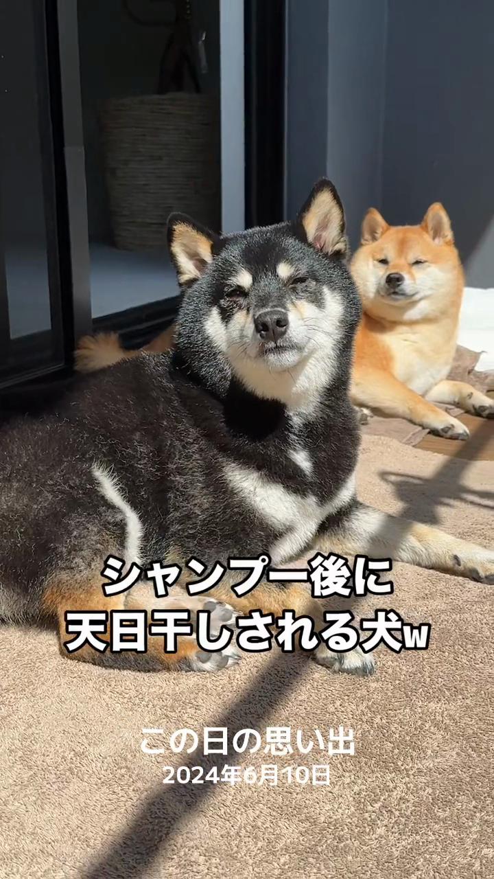 @豆柴あさのん🐻🦊
