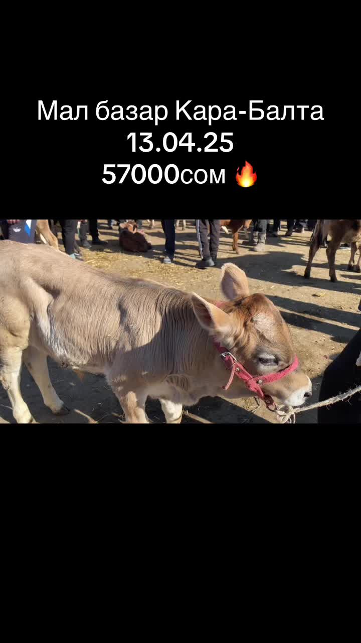 @malbazar_kb