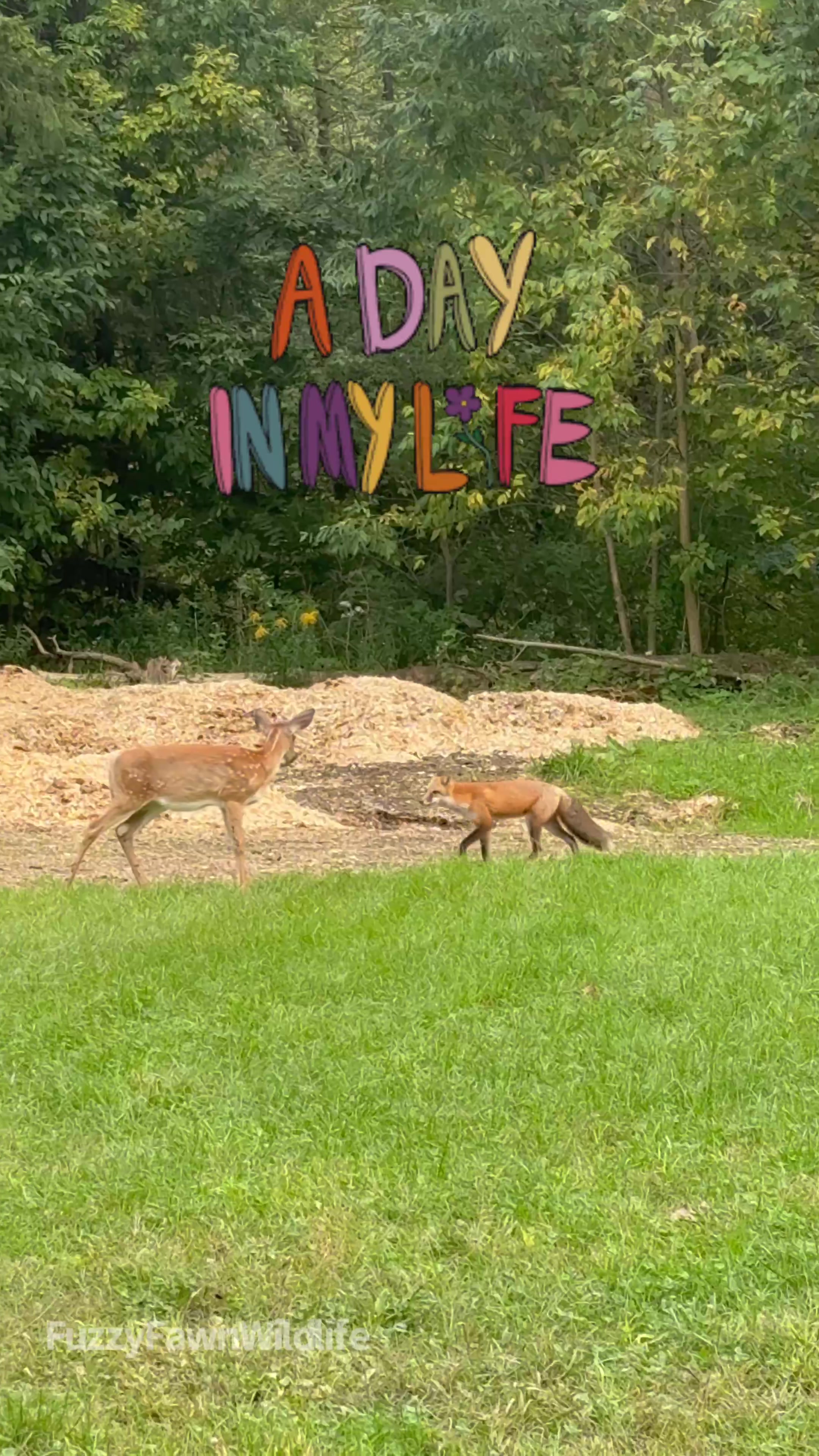 @Fuzzy Fawn Wildlife