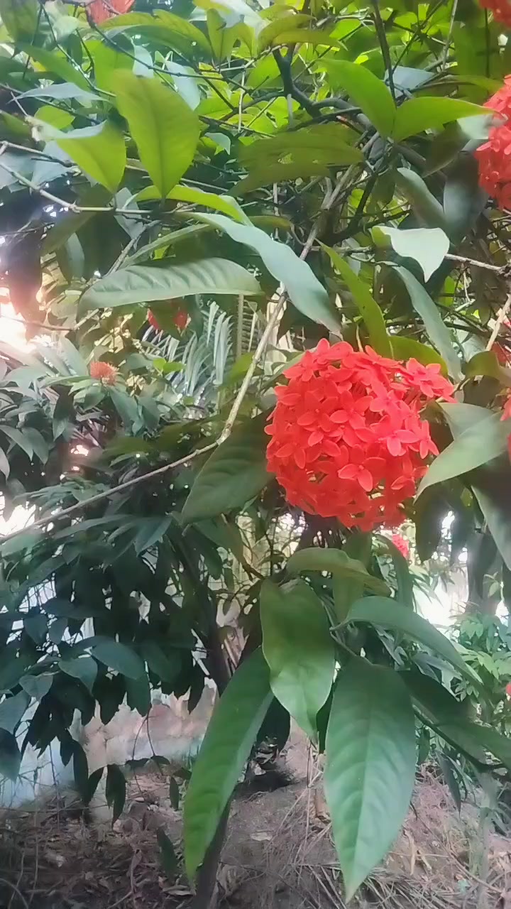 @mdkalam