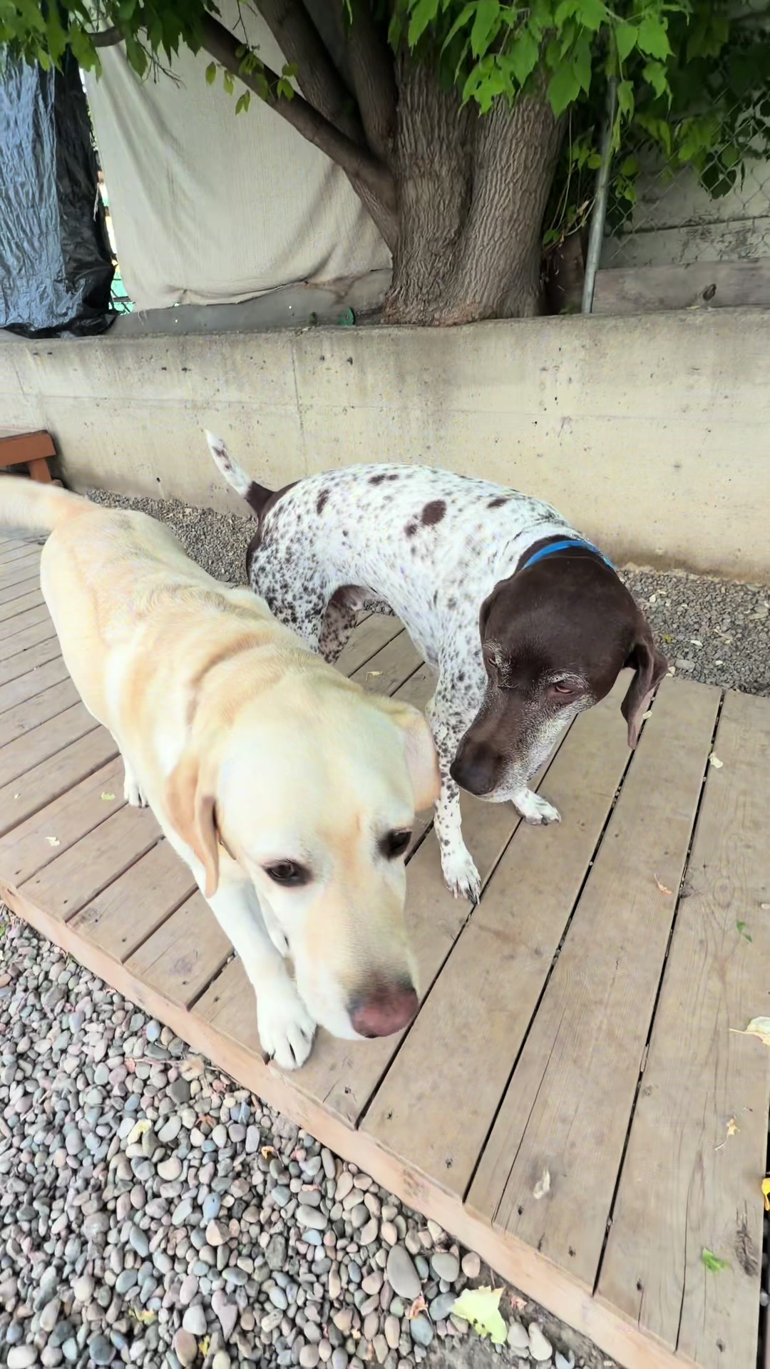 @Squish & Charlie's Dog Daycare