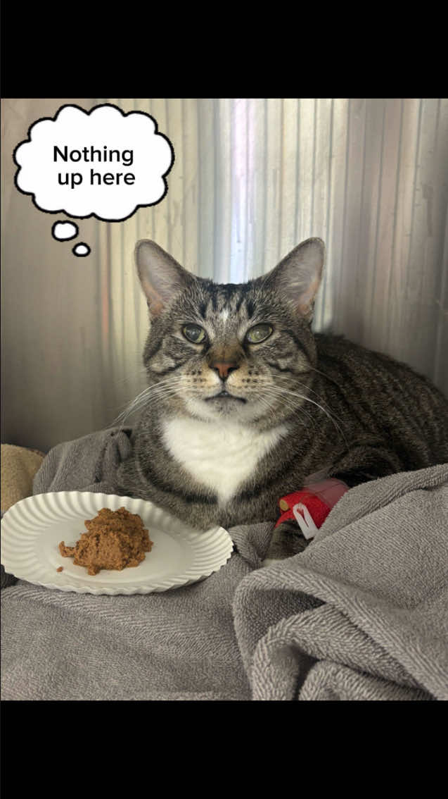 @The Fur Seasons Feline Rescue