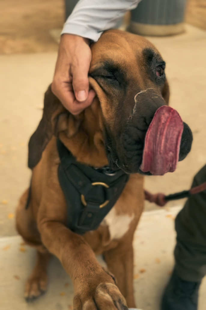 @Unschool the Dog