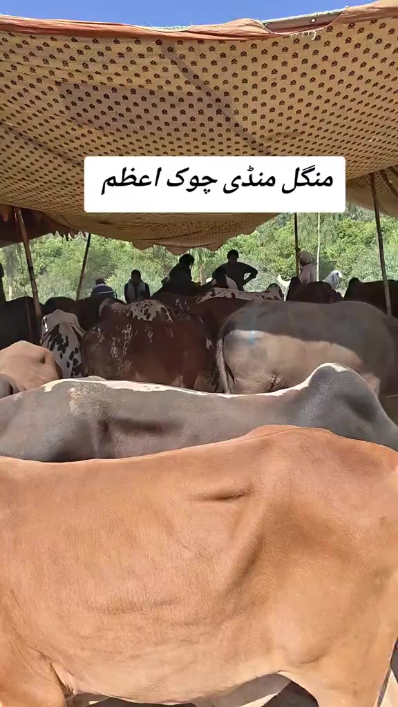 @mazhar Iqbal layyah wal