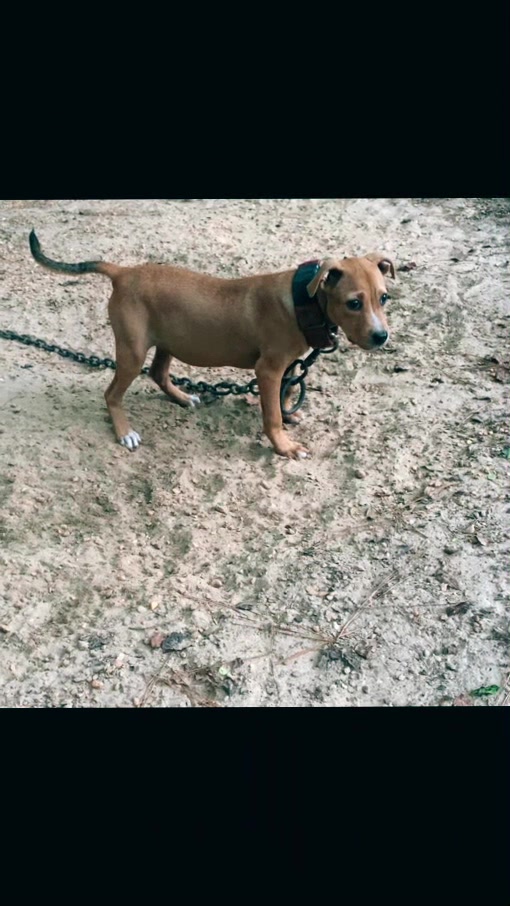 @LPKkennels