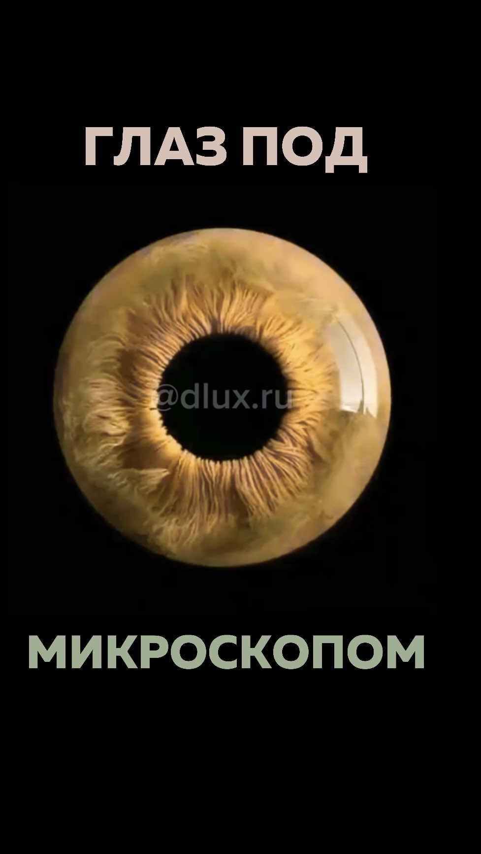 @Александра Щепетнева Бритвина