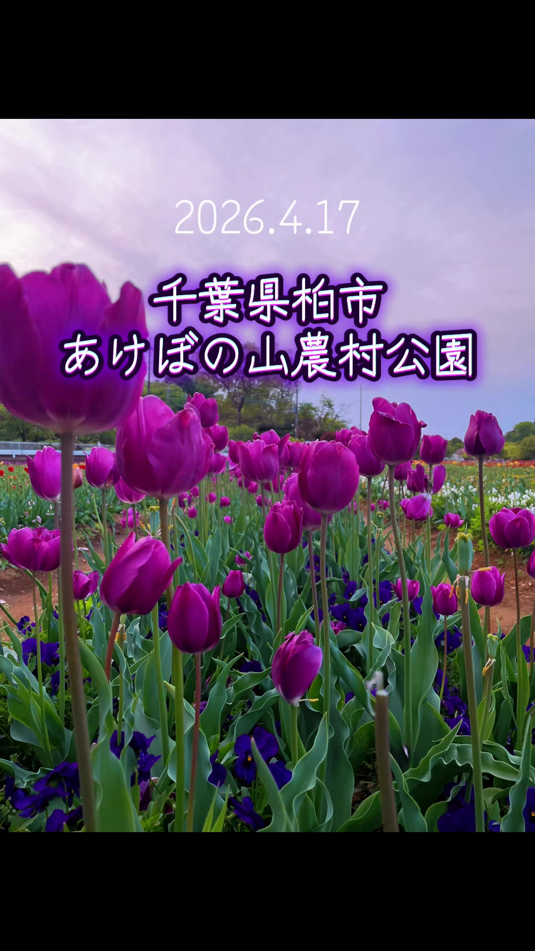 @ちゅっぱチャップス