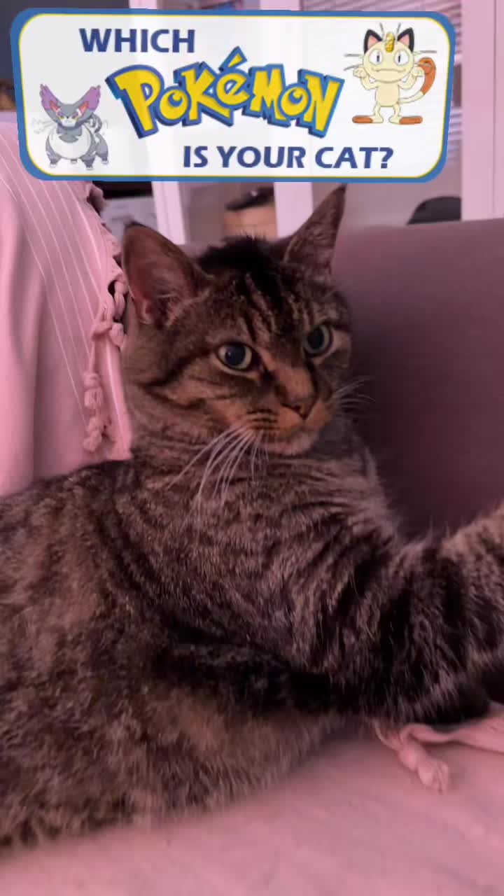 @Joep_the_ rescuecat