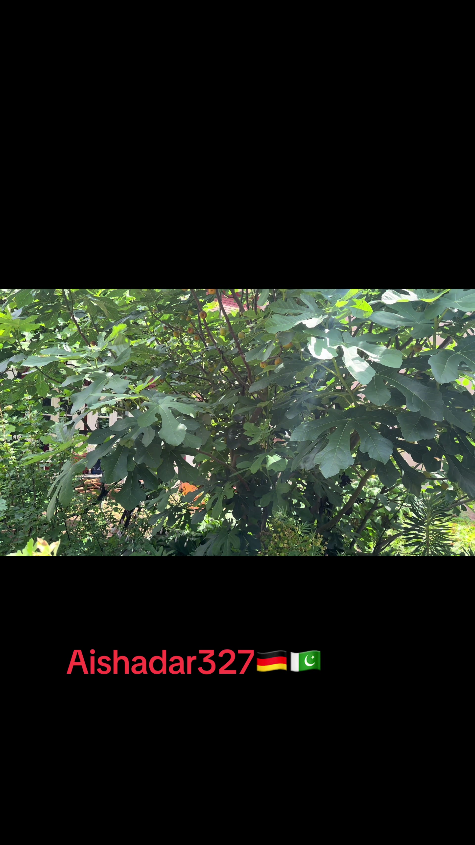@Aishadar327🇩🇪🇵🇰