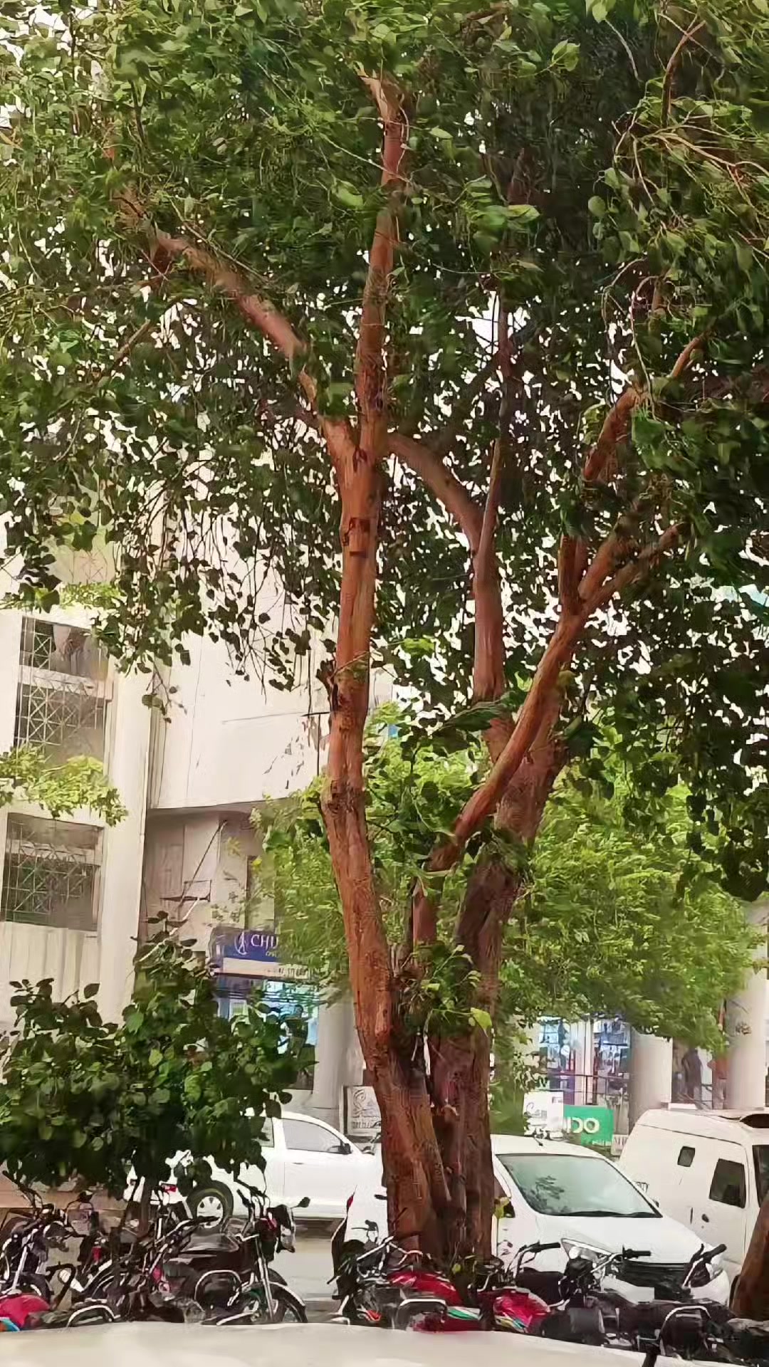 @꧁⪔Ⱨ₳شⱧłM𒆜꧂