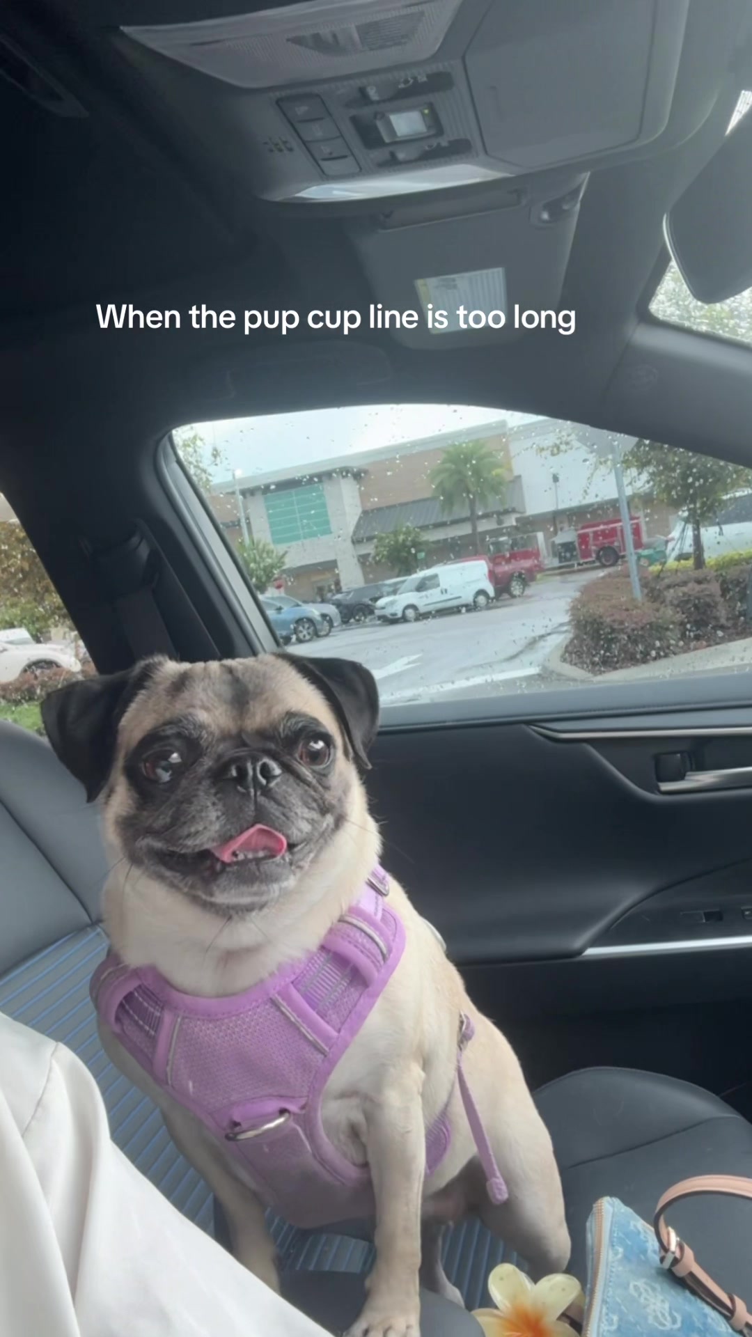 @sassypuggy