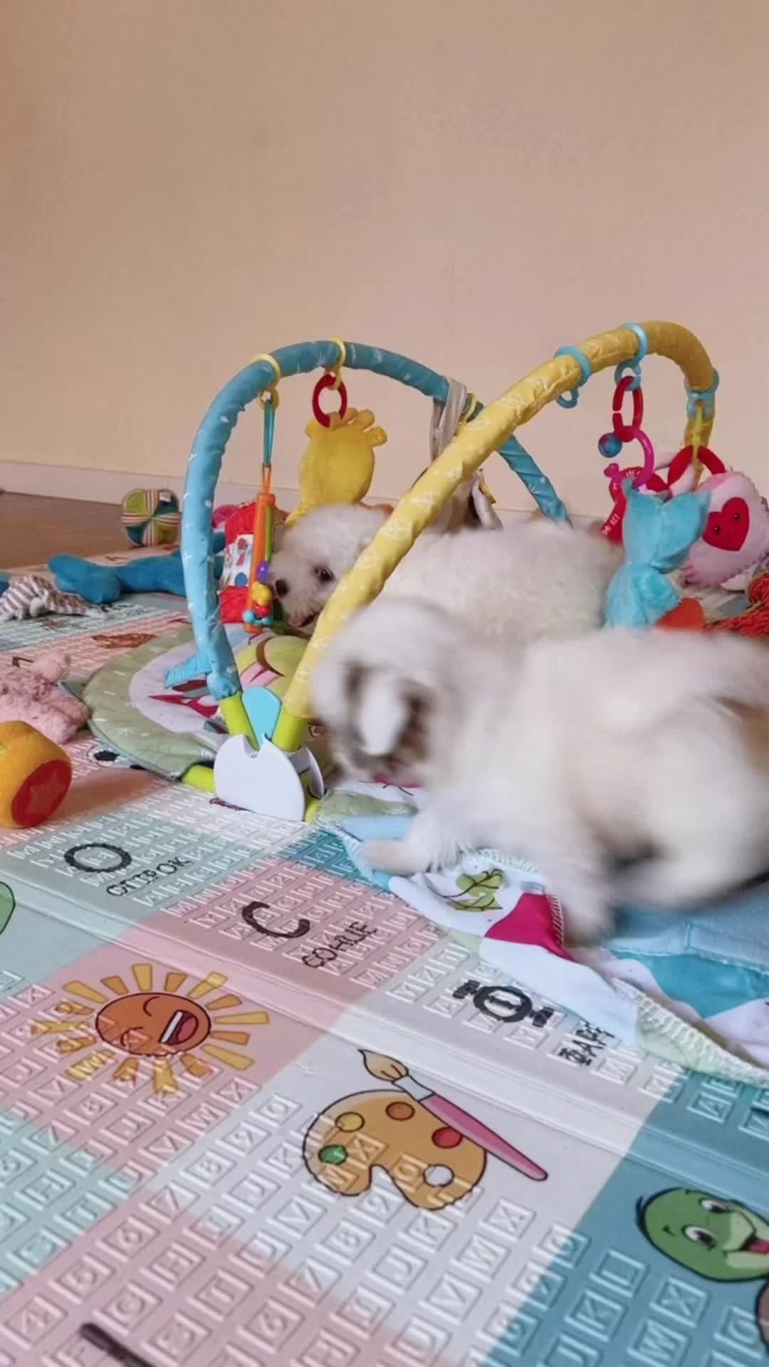 @maltipoo_odessa_