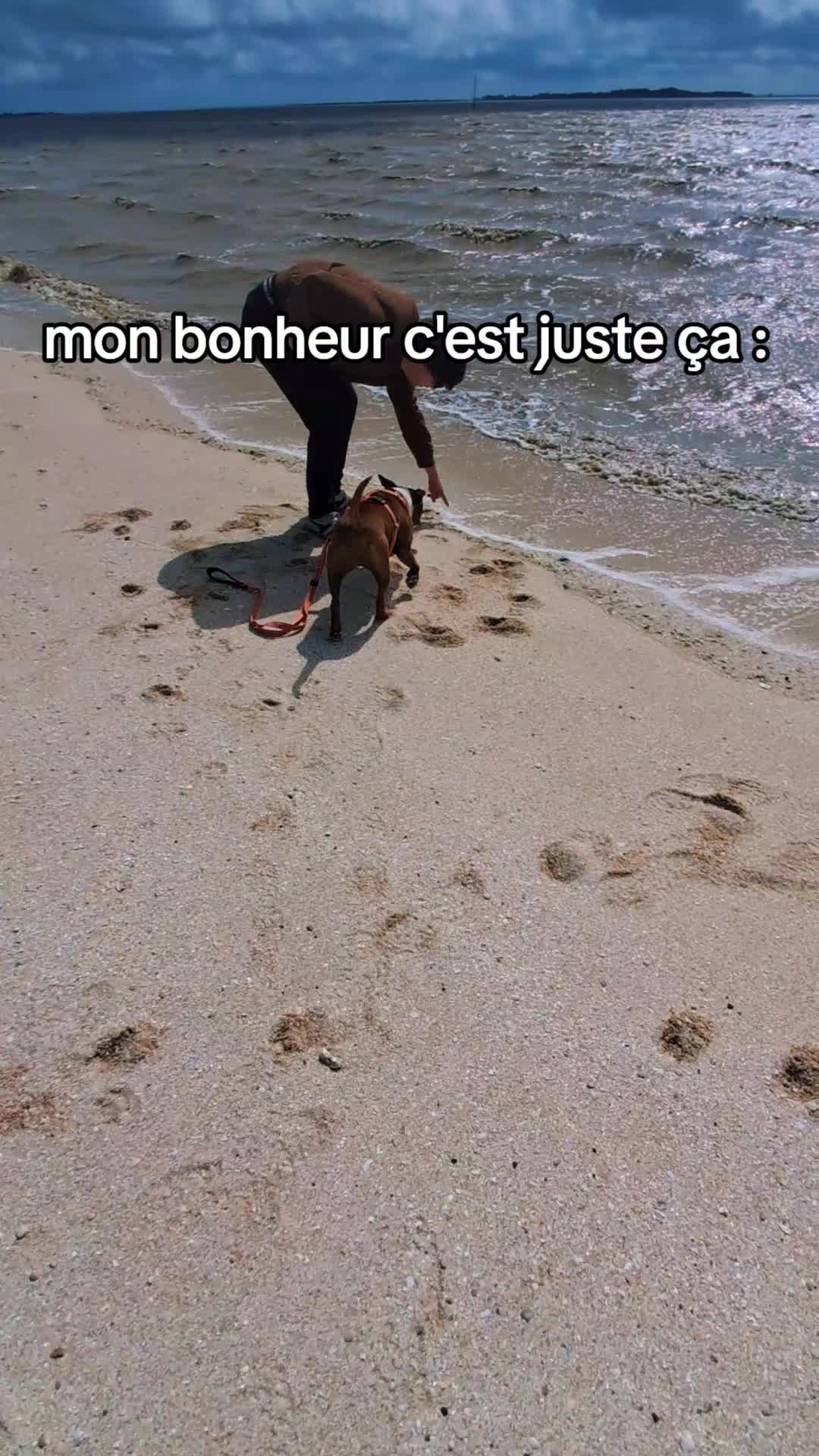 @morty le staffie