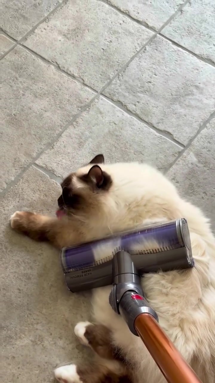 @Henk&Ollie 😺