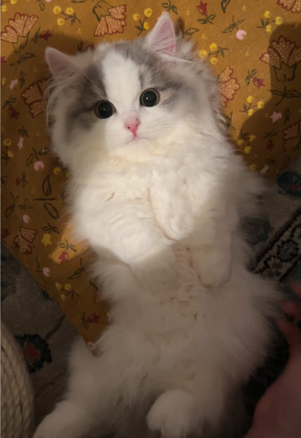 @うたちゃんといとちゃん