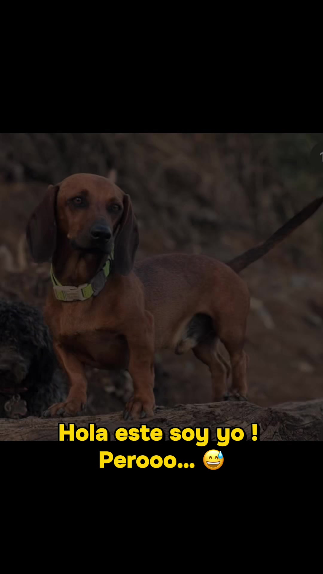 @Panda y su Salchiaventuras🐼🌭