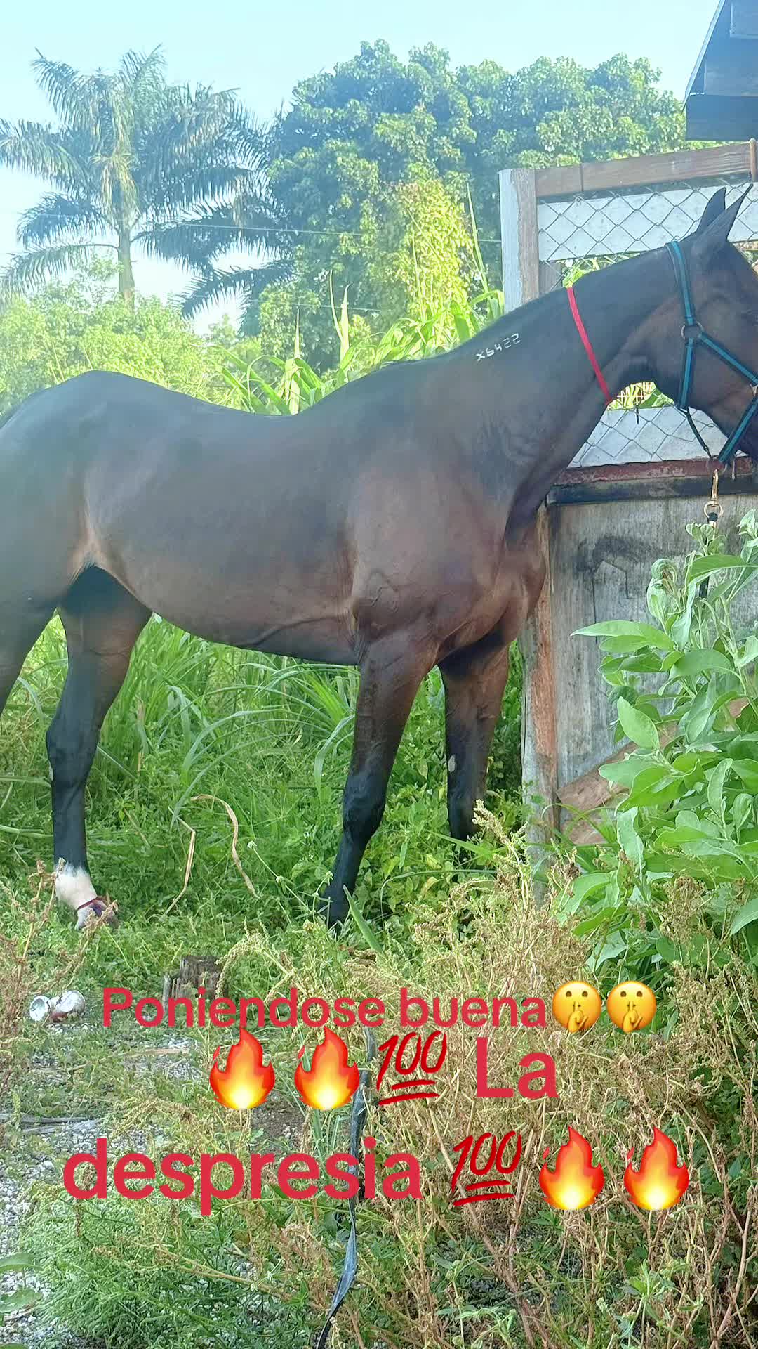 @🔥🔥❤️EL FEO ❤️🔥🔥